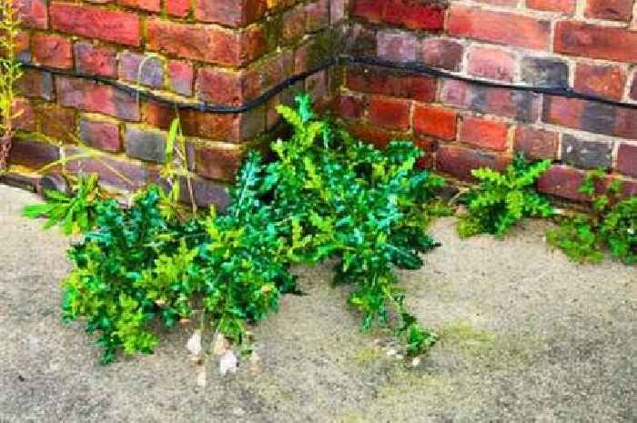 Rid patio of weeds on first day of spring using three item formula from kitchen cupboard
