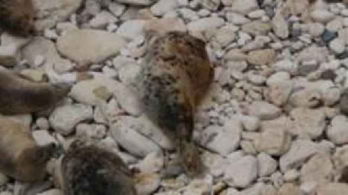 Seal's 'incredible' 320-mile journey stuns experts