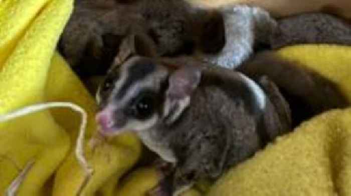 Gliding possums dumped in box outside supermarket