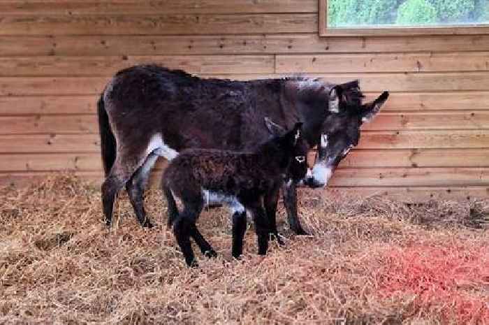 Neglected donkey rescued from abattoir gives birth to foal at Cornwall sanctuary