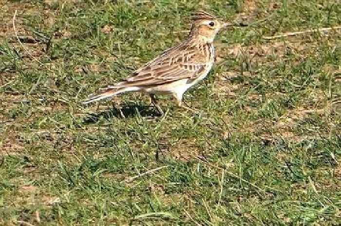 Visitors issued warning over rare birds at stunning Somerset beauty spot