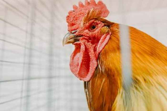 Everything you need to know about bird flu following new UK case this week