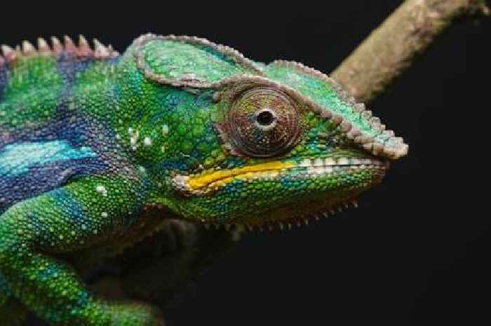 Twycross Zoo launches 'feed your ex to a reptile' experience for heartbroken singles