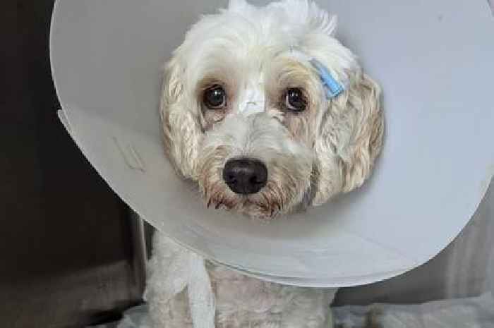Dog cheats death twice after contracting 'extremely serious' gut disorder found in humans