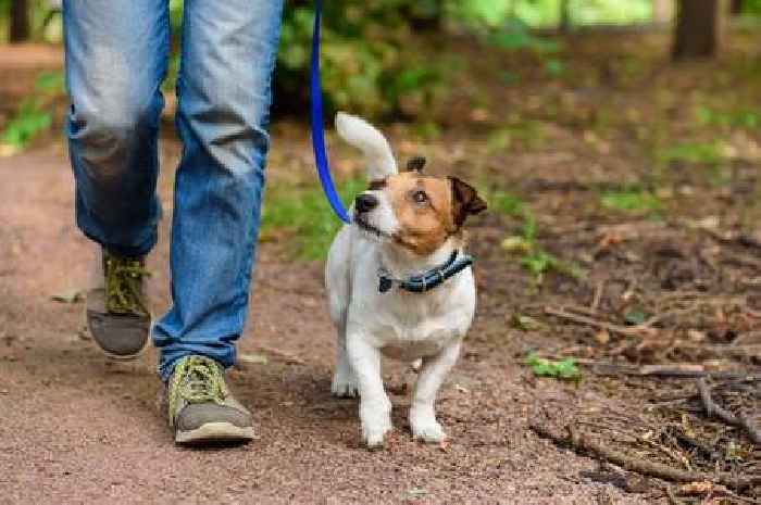 Professional dog walkers now need permit to use council land in Surrey area