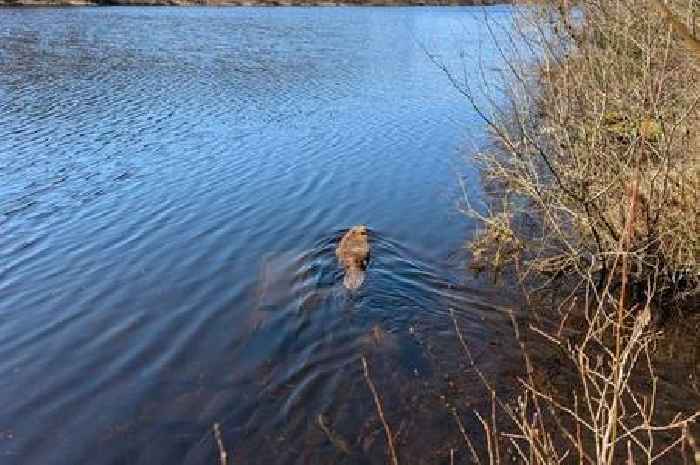 Watch moment pair of beavers are released into the wild at a Scots forest