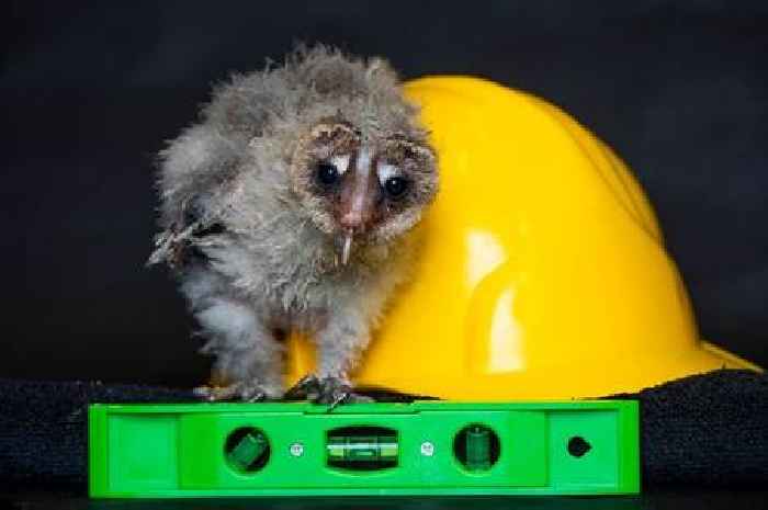 Baby owl born at Scots sanctuary was hand reared after storm wrecked shelter