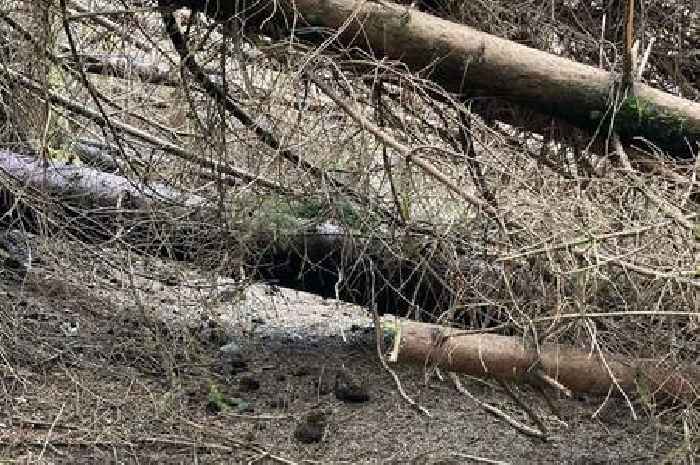 'People turning up with chainsaws' to clear trees at south of Scotland mountain biking trails as warning issued