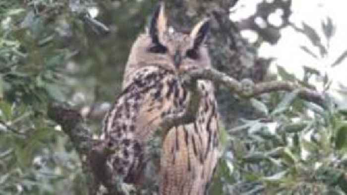 Owl be back: Escaped bird returns to wildlife park