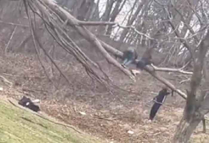 Men Show Why You Don’t Try to Break a Tree Limb By Jumping on It