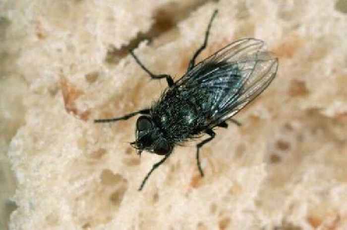 Easy way to get rid of flies from your home as weather improves