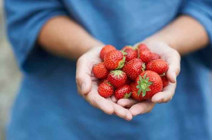 'I'm gardening expert – adding one plant to garden will help you grow strawberries'