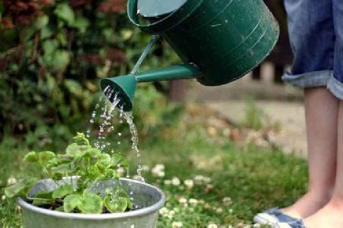 The 'worst' time of day to water plants as gardener shares mistake that causes 'weak growth'