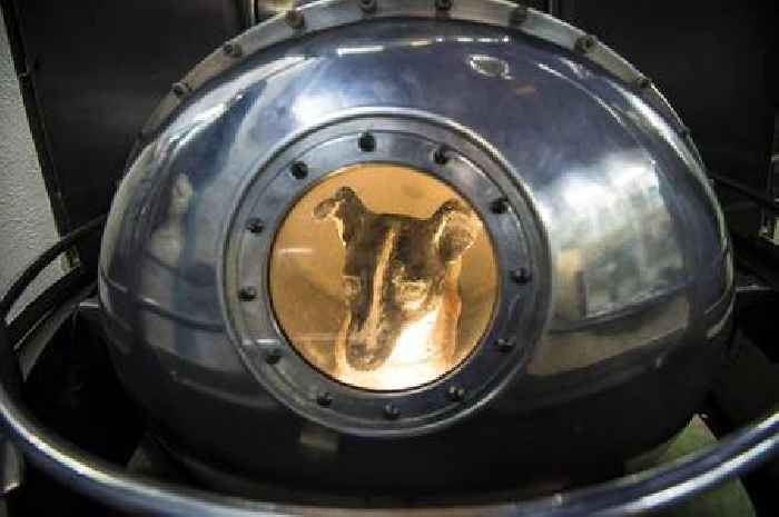 Heartbreaking story of the dog who was sent on one-way trip to space