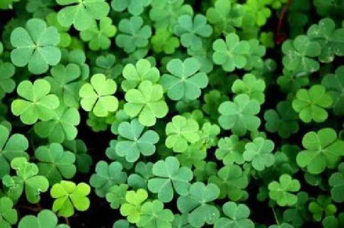 Gardeners urged to add 4 things to lawns to make them 'perfect for pets'