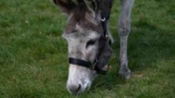 The rescue donkeys helping out as school gardeners