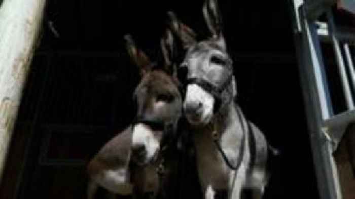 Watch: The rescue donkeys helping out as school gardeners