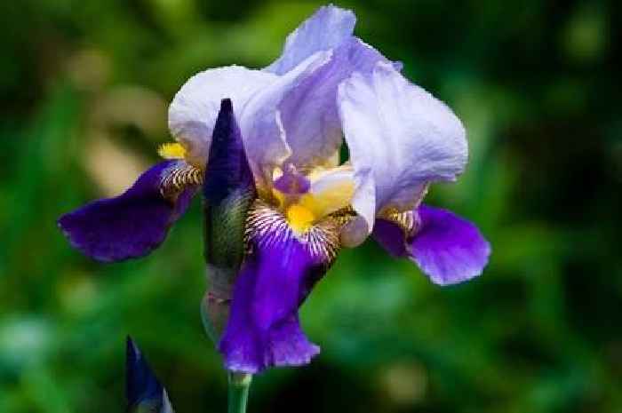 Flower to plant in spring for 'wonderful' garden blooms 'year after year'