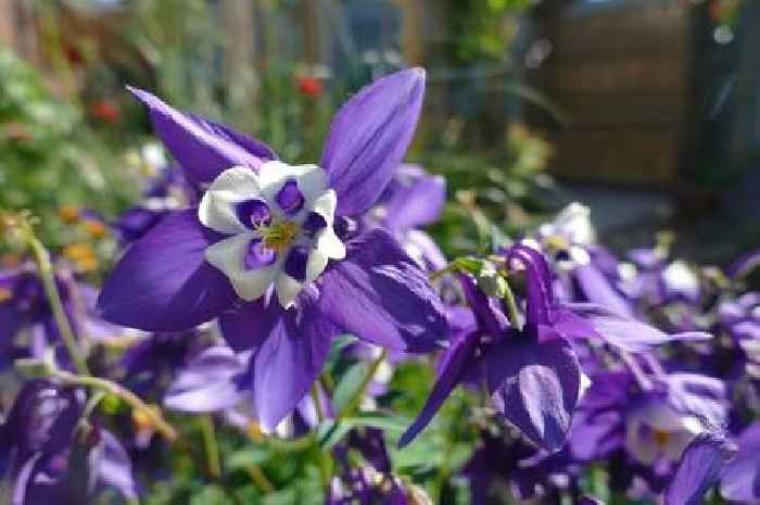 The top three flowers to plant in April according to a garden designer