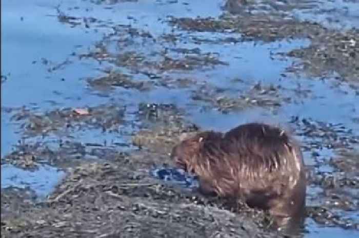 Beaver found dead after being spotted in the River Tamar