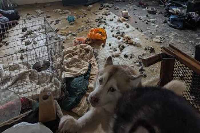 Devon woman's house of horrors where animals were left to rot