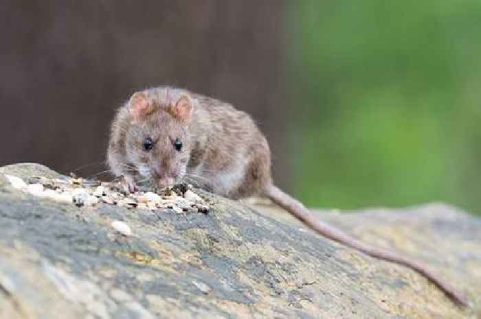 EDF urged to tackle 'nuclear rats' infestation at Somerset power plant site
