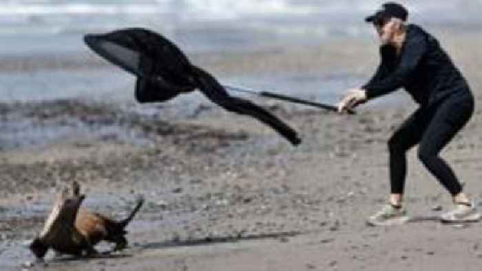 'It looked possessed' - Sick sea lions attacking beachgoers in California