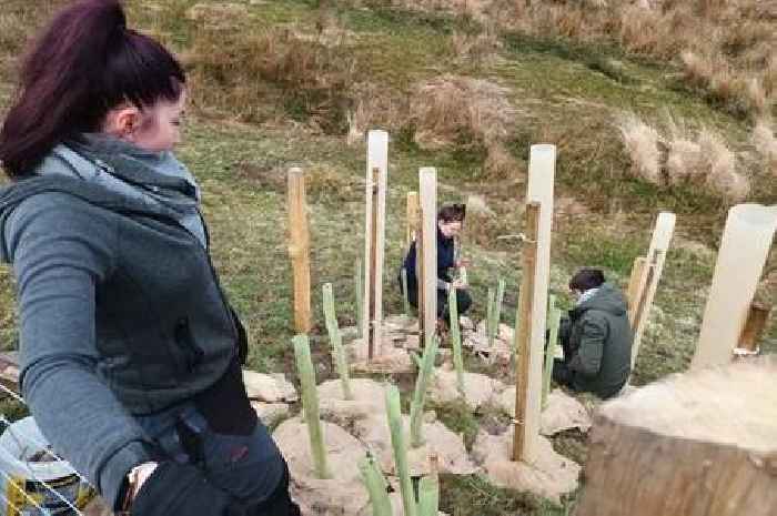 Exmoor is using sheep grease to bring back its lost rainforest
