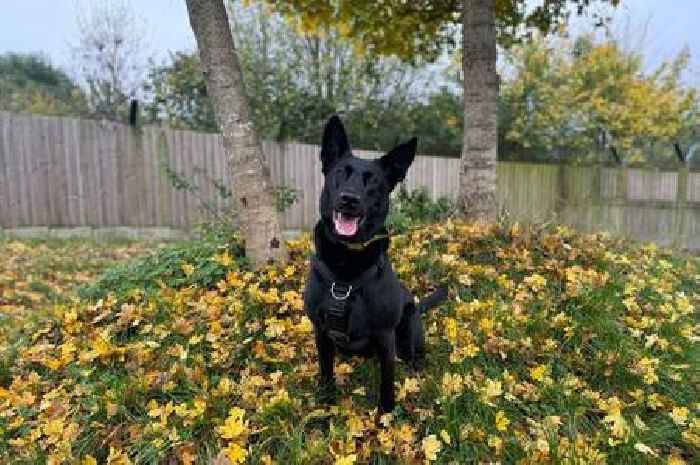 Meet 'absolute joy' dog which has spent years waiting for a forever home in Leicestershire
