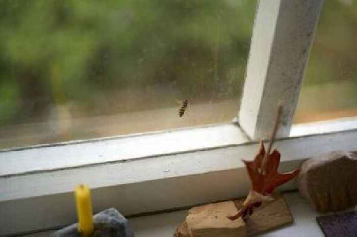 One simple natural ingredient will keep wasps away from your home