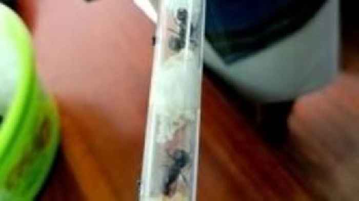 Ant smugglers caught with hundreds of prized insects in Kenya