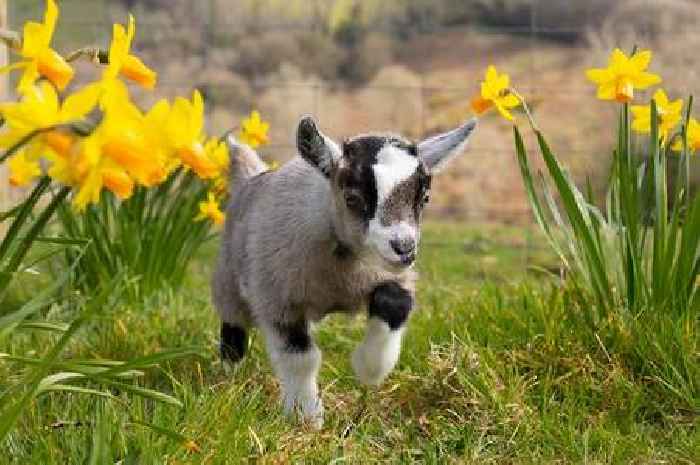 Pint-sized Pygmy goat makes a name for herself