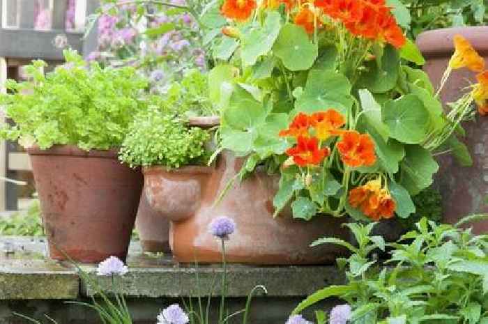 'I'm a gardening guru – adding one plant to your garden has many benefits'