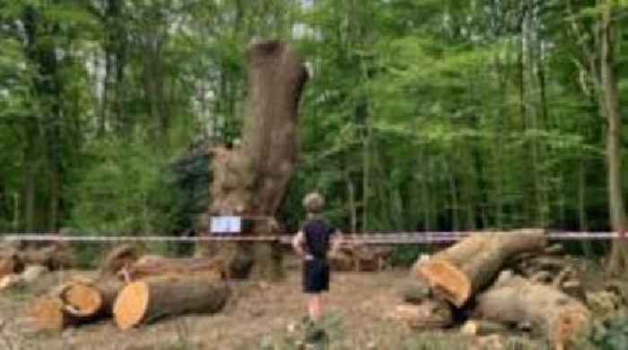 Felling of ancient oak tree probed by police