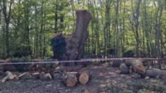 Felling of ancient oak tree probed by police