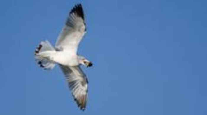 Rock-dropping seagull closes university building