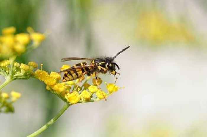 Repel wasps with one smell they hate that will keep them out of your home