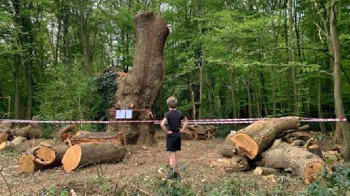 Police investigating felling of ancient oak tree in London park