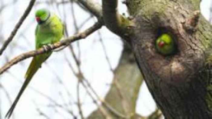 Birdwatchers embrace Belfast parakeets