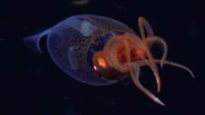 Colossal squid filmed in ocean for the first time