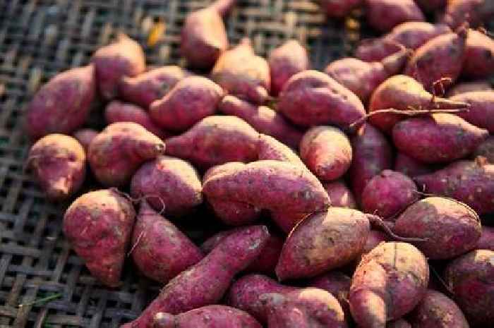 Cholesterol-lowering purple superfood is helping people in Japan live to 100