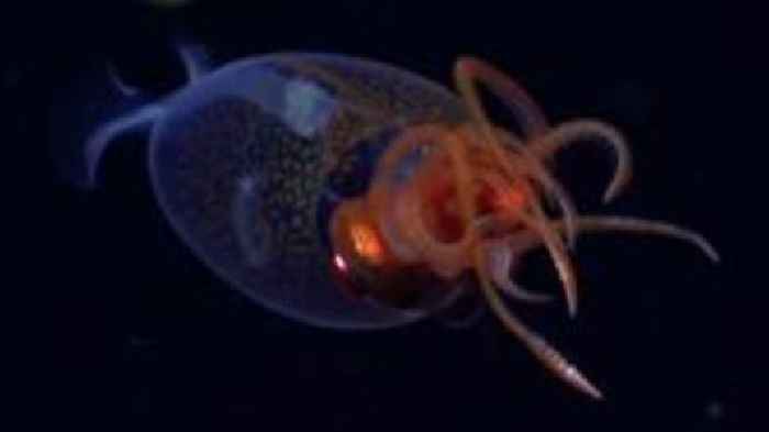 Colossal squid filmed in ocean for first time since discovery 100 years ago