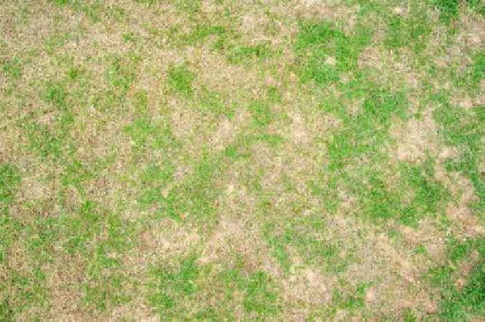 Stubborn lawn moss will die in 'two days' if 1 item is spread across grass
