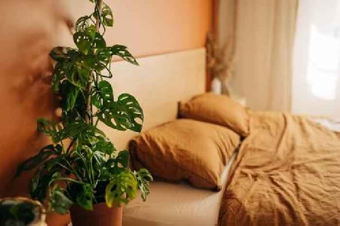Air-purifying plants that clean your bedroom for 'better sleep and health'