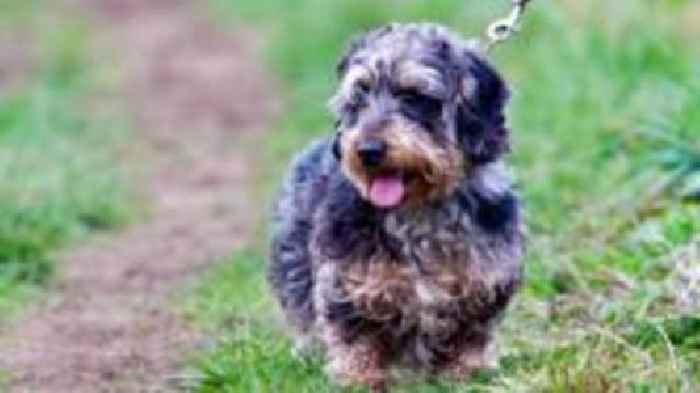 Estate plans walking facility for nervous dogs
