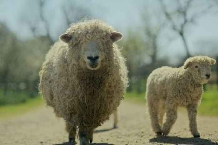 Exhausted sheep dies after being chased by dog in distressing footage