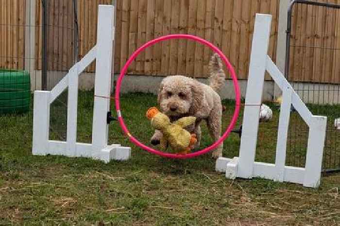 New doggy day care business in Grantham gets the green light