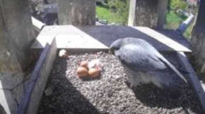 Peregrine egg hatches at cathedral for Easter