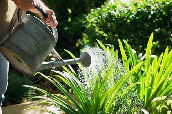 Gardeners must put one item in flower pots to help with watering