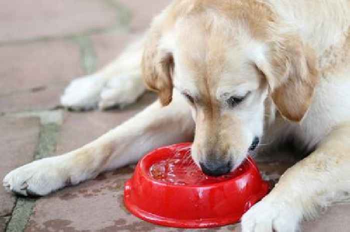 Dog owners warned not to let pets use communal water bowls